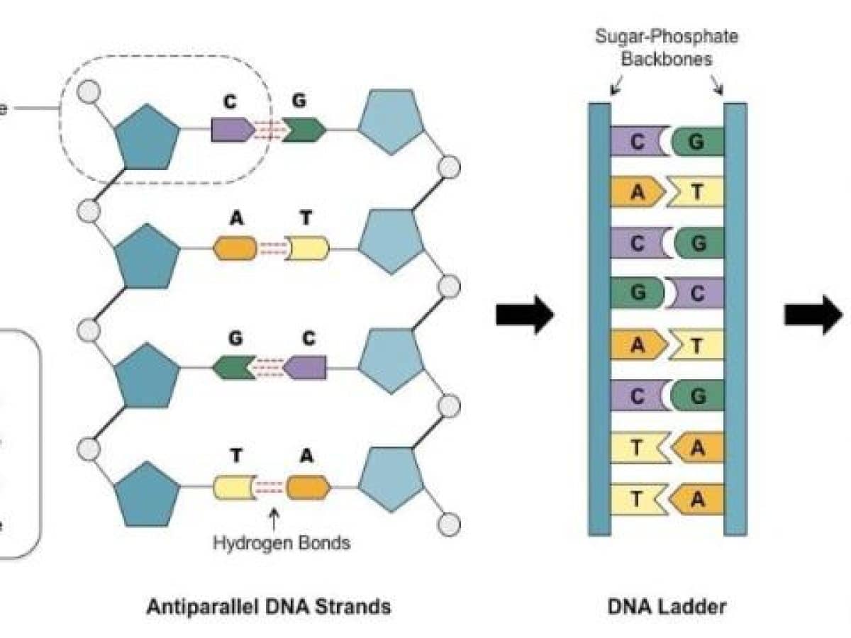 quá trình nhân đôi ADN