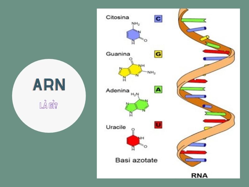 so sánh ADN và ARN