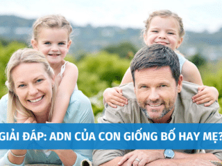 adn-cua-con-giong-bo-hay-me-1
