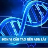 don vi cau tao nen adn la 1
