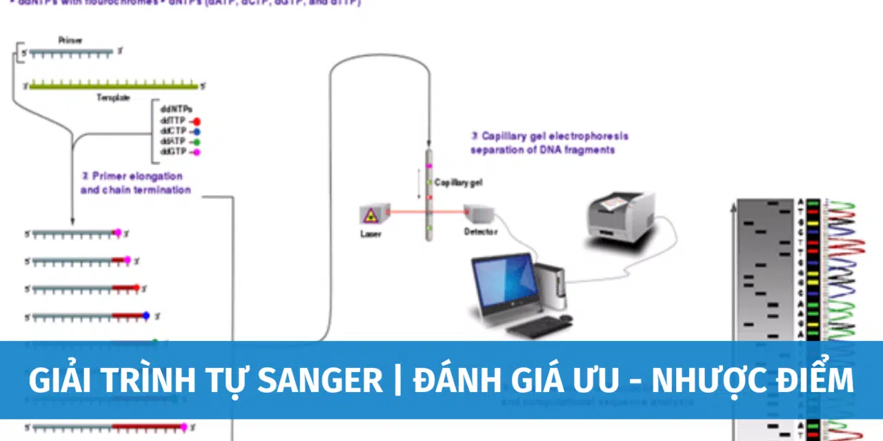 Giải Trình Tự Sanger Là Gì? Đánh Giá Ưu – Nhược Điểm Của Phương Pháp Sanger