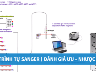 giai-trinh-tu-sanger-1