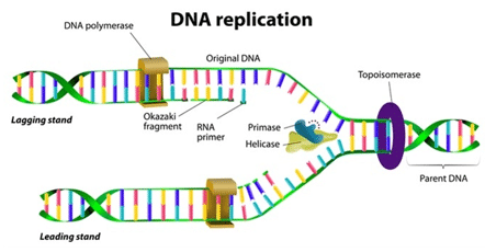 vai trò của Enzim ADN Polimeraza