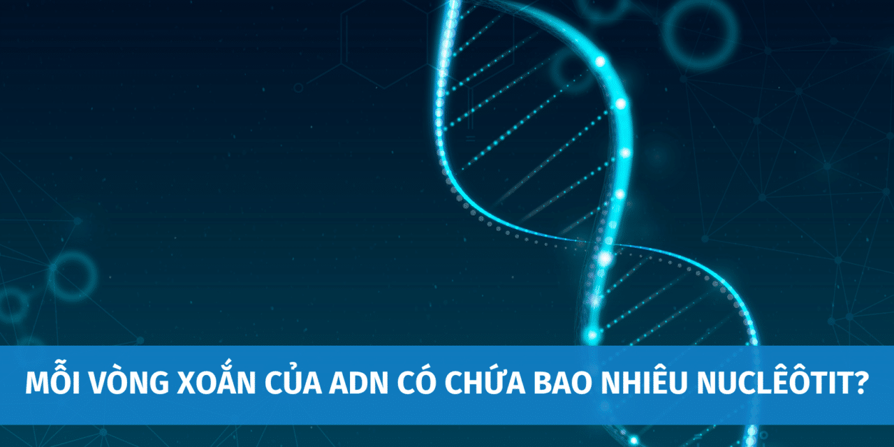 Hỏi Đáp: Mỗi Vòng Xoắn Của ADN Có Chứa Bao Nhiêu Nuclêôtit?