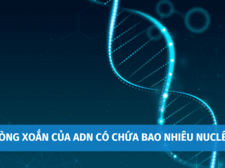 moi-vong-xoan-cua-adn-co-chua